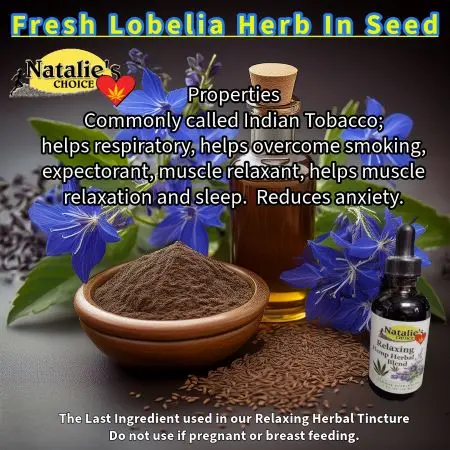 Lobelia used in our salves &amp; relaxing herbal tinctures