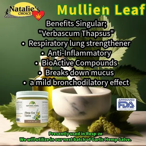 MullienLeaf475w.webp