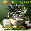 MullienLeaf475w.webp