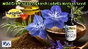 Blog Post 'Lobelia Flower Benefits' cover image.webp